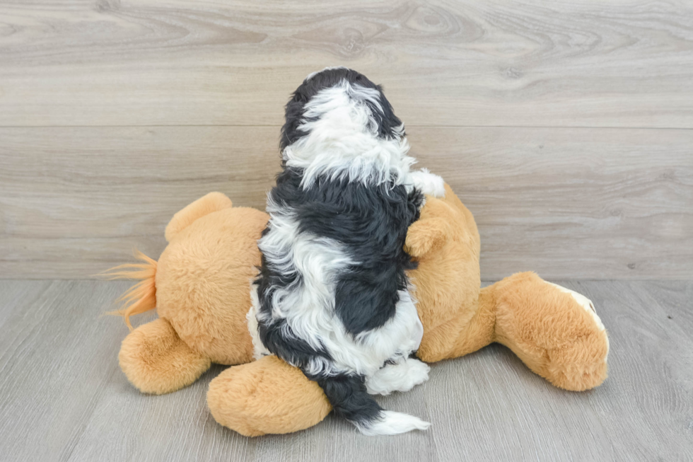 Energetic Cavoodle Poodle Mix Puppy