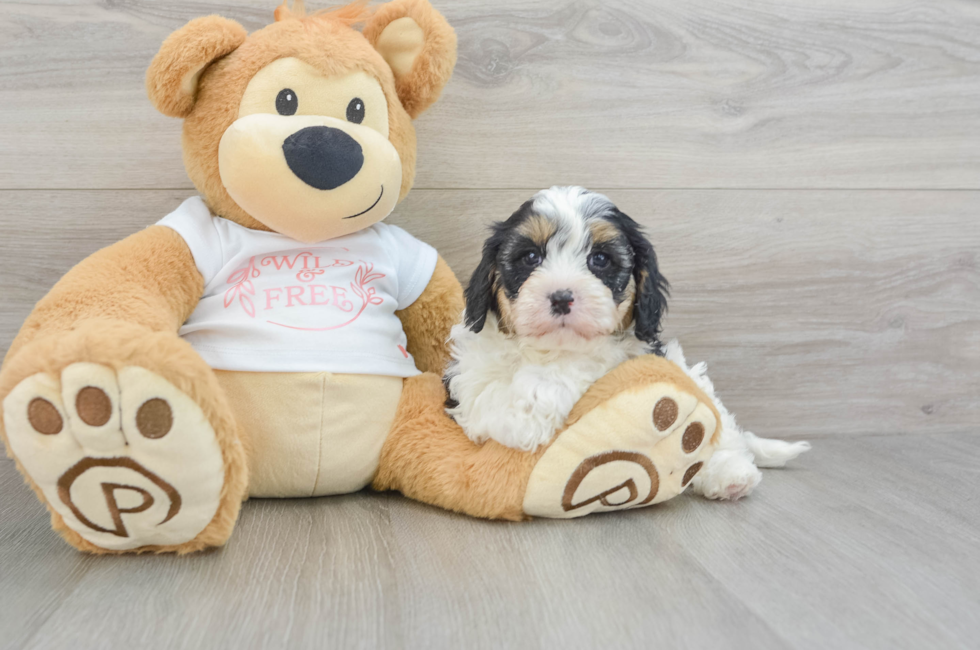 6 week old Cavapoo Puppy For Sale - Simply Southern Pups