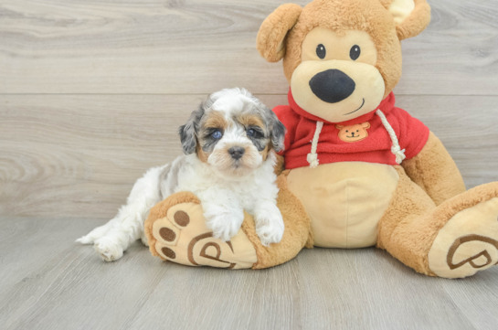 Little Cavipoo Poodle Mix Puppy