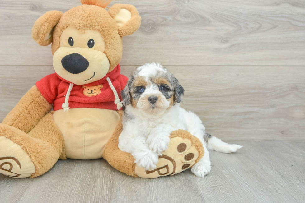 Cute Cavapoo Baby