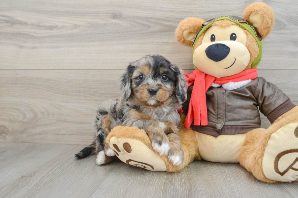 5 week old Cavapoo Puppy For Sale - Simply Southern Pups