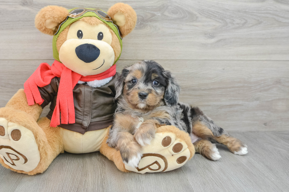 Cavapoo Pup Being Cute