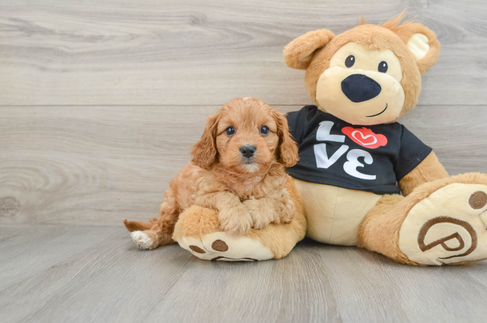 5 week old Cavapoo Puppy For Sale - Simply Southern Pups