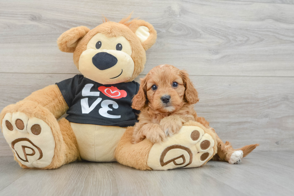 Cavapoo Pup Being Cute