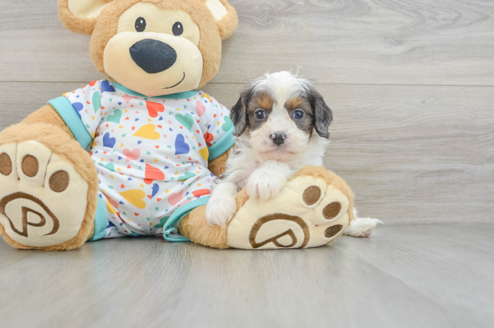 6 week old Cavapoo Puppy For Sale - Simply Southern Pups