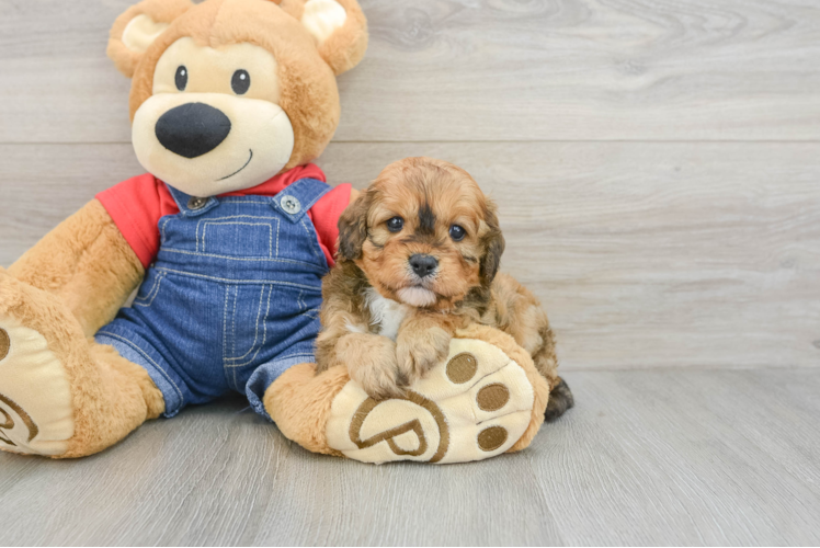 Smart Cavapoo Poodle Mix Pup