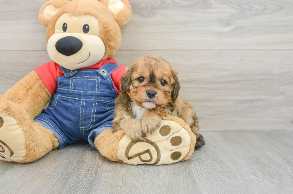 6 week old Cavapoo Puppy For Sale - Simply Southern Pups