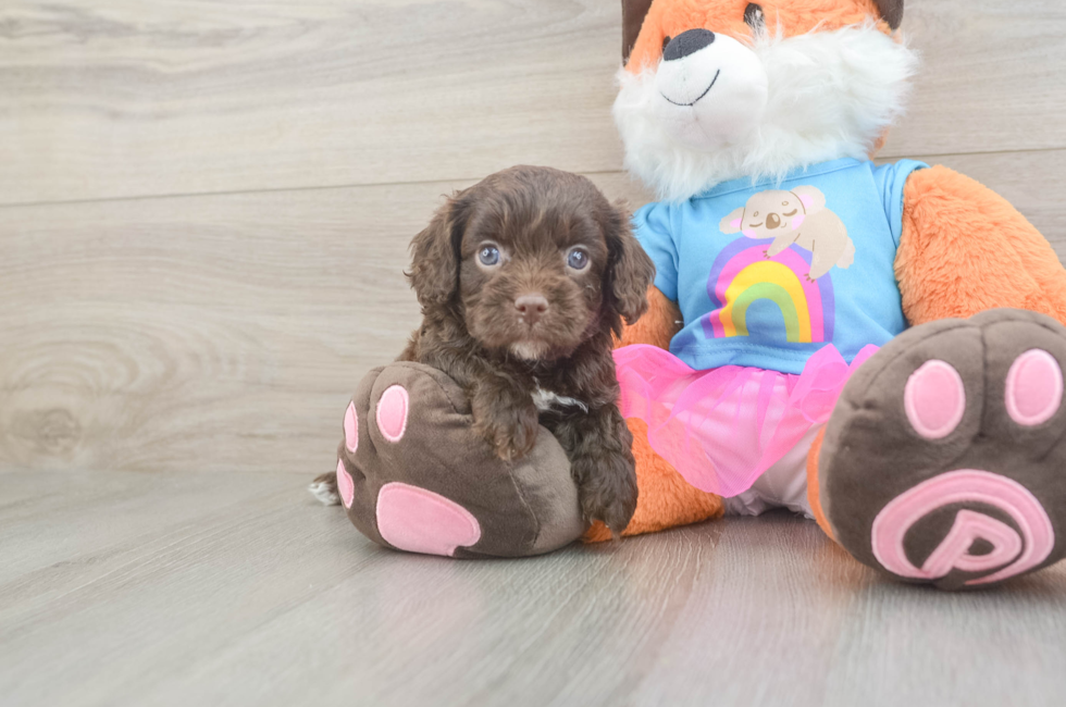 5 week old Cavapoo Puppy For Sale - Simply Southern Pups