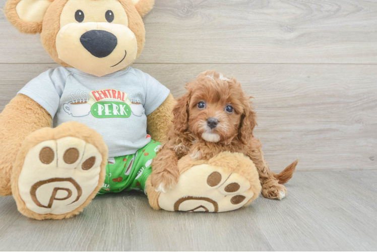 Cavapoo Puppy for Adoption