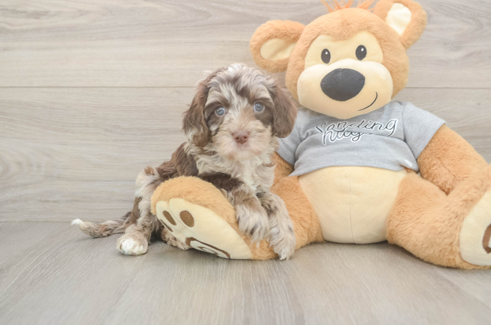 6 week old Cavapoo Puppy For Sale - Simply Southern Pups