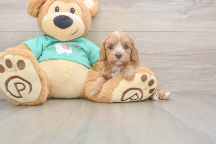 Cute Cavapoo Baby