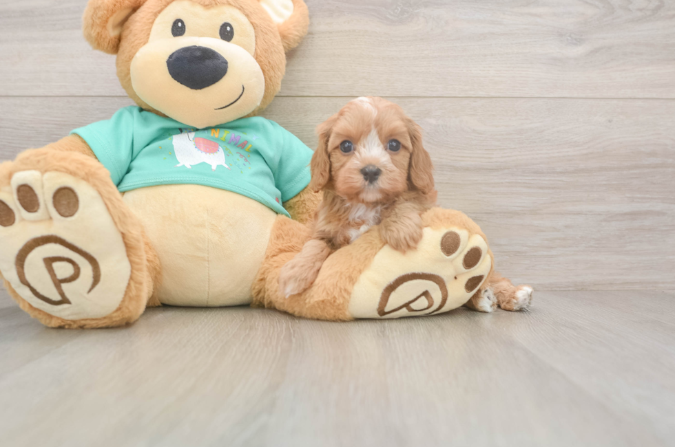 6 week old Cavapoo Puppy For Sale - Simply Southern Pups