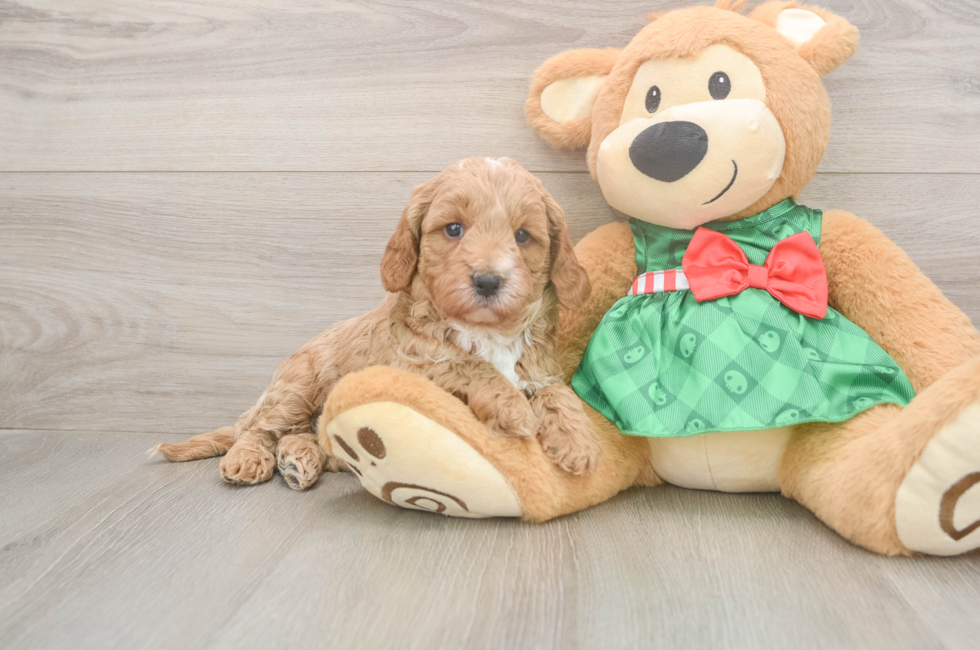 5 week old Cavapoo Puppy For Sale - Simply Southern Pups