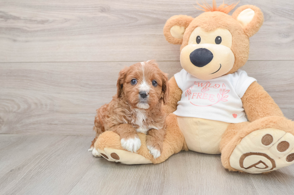 Small Cavapoo Baby
