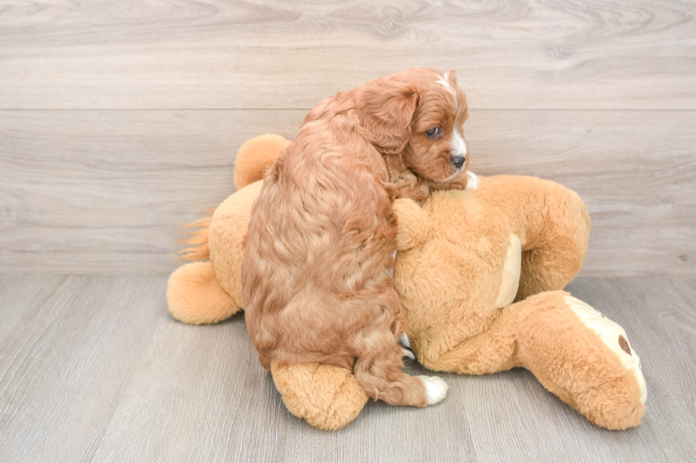 Cavapoo Pup Being Cute