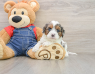 8 week old Cavapoo Puppy For Sale - Simply Southern Pups