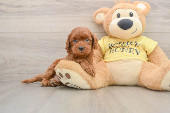 Fluffy Cavapoo Poodle Mix Pup