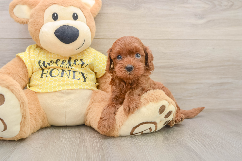 Funny Cavapoo Poodle Mix Pup