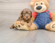 7 week old Cavapoo Puppy For Sale - Simply Southern Pups