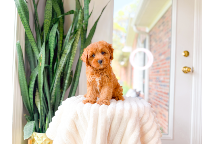 Cavapoo Pup Being Cute