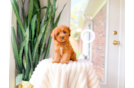 Cavapoo Pup Being Cute