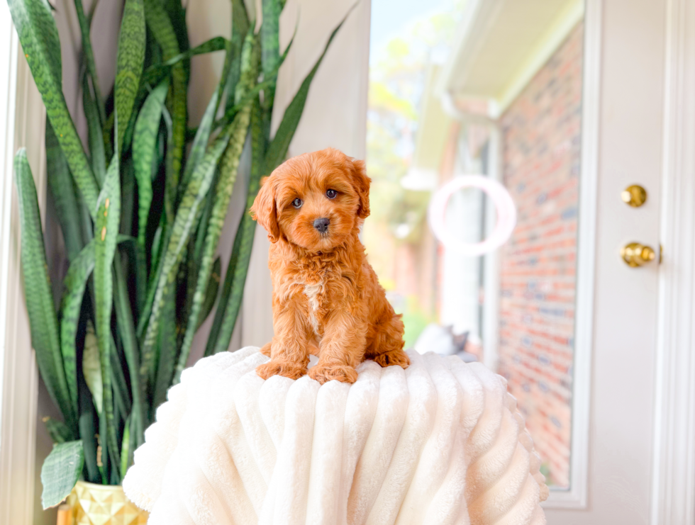 Cavapoo Pup Being Cute