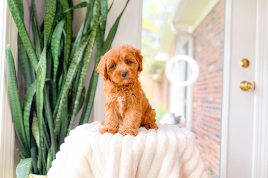 Cavapoo Pup Being Cute
