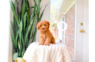 Cavapoo Puppy for Adoption