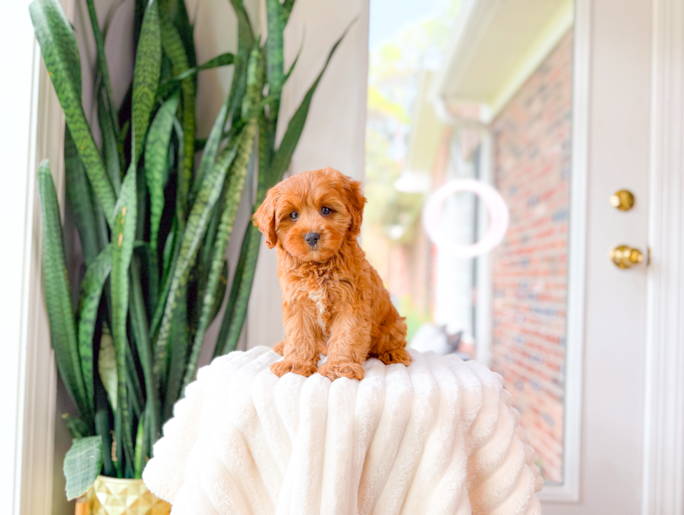 Cavapoo Puppy for Adoption
