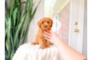 Cute Cavapoo Poodle Mix Pup