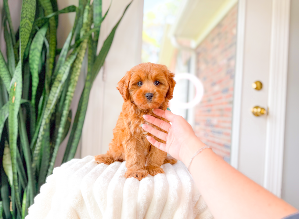 Cute Cavapoo Poodle Mix Pup