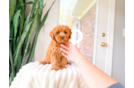 Cavapoo Pup Being Cute