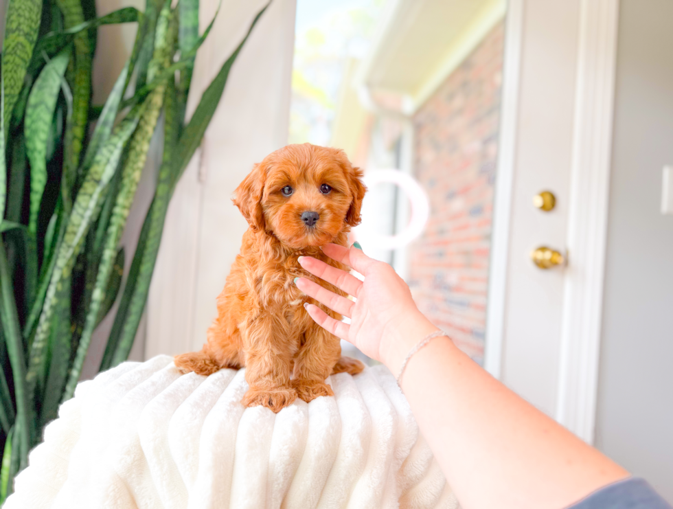 Cavapoo Pup Being Cute