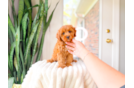 Cavapoo Puppy for Adoption