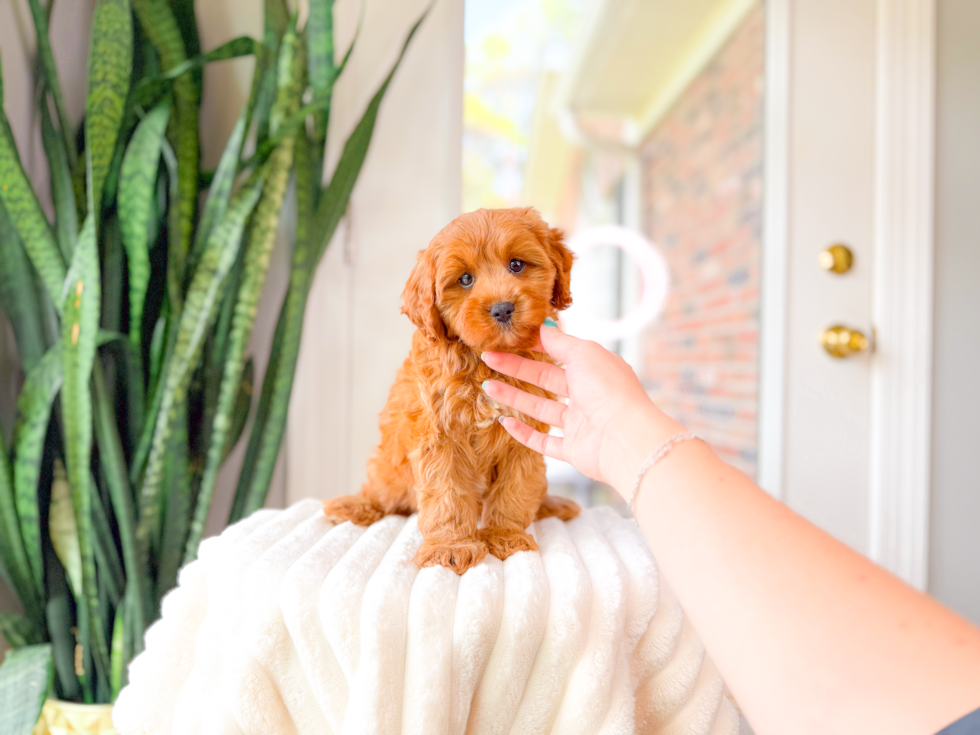 Cavapoo Puppy for Adoption