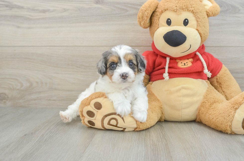 6 week old Cavapoo Puppy For Sale - Simply Southern Pups