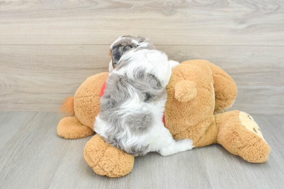 Funny Cavapoo Poodle Mix Pup