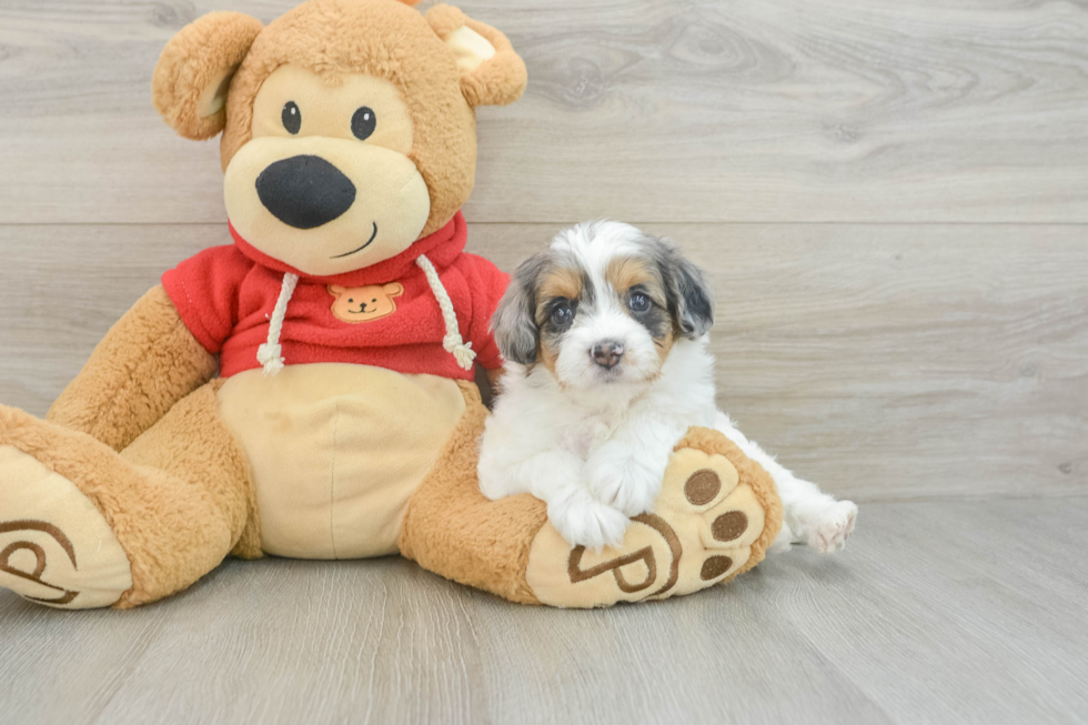 Adorable Cavalier King Charles Spaniel and Poodle Mix Poodle Mix Puppy