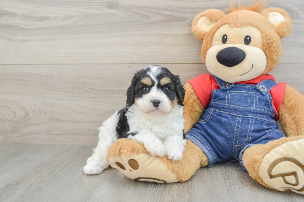 6 week old Cavapoo Puppy For Sale - Simply Southern Pups