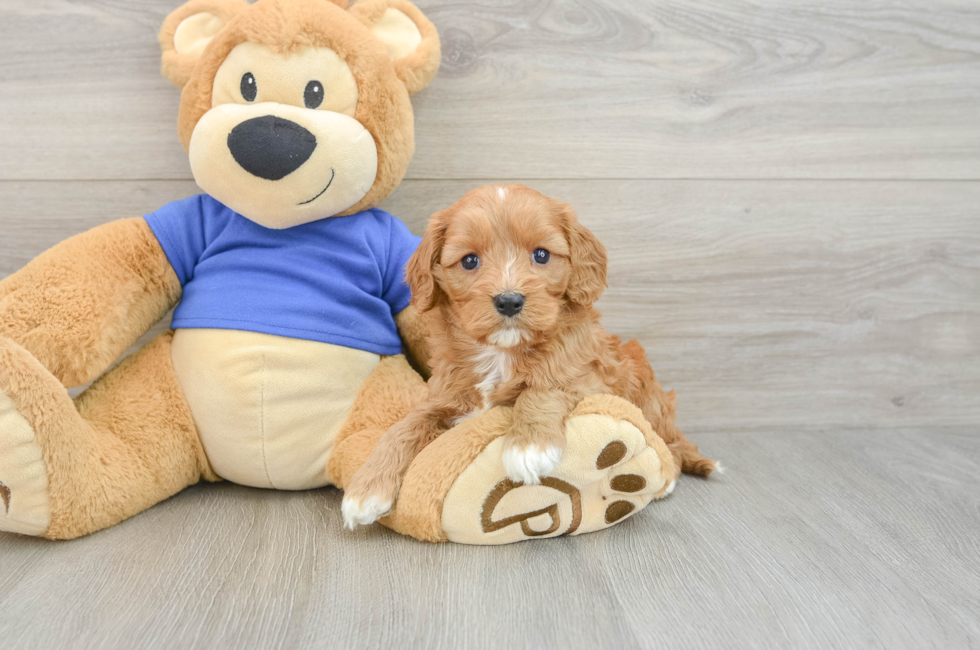 6 week old Cavapoo Puppy For Sale - Simply Southern Pups