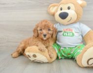 8 week old Cavapoo Puppy For Sale - Simply Southern Pups