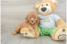 Cavapoo Puppy for Adoption