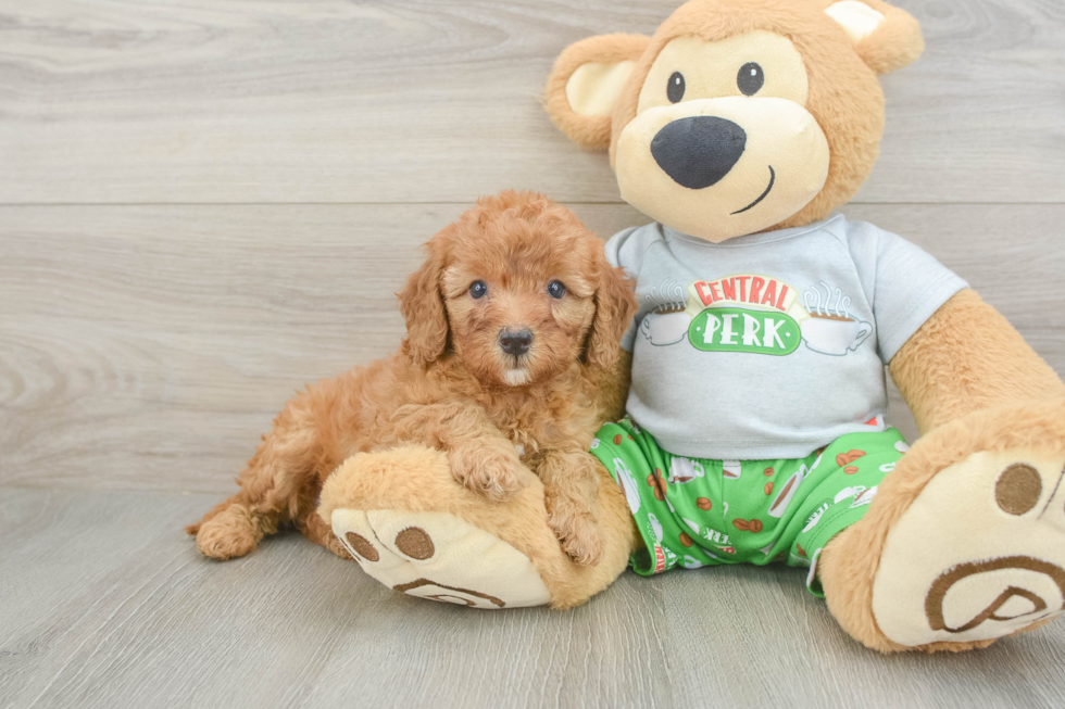 Cavapoo Puppy for Adoption
