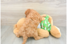 Popular Cavapoo Poodle Mix Pup