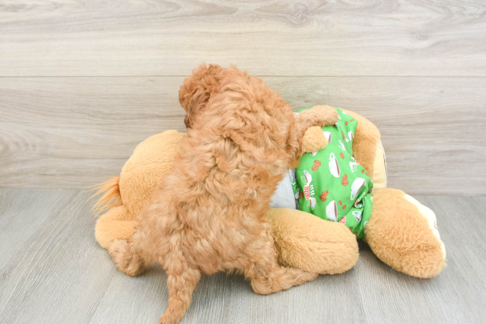 Popular Cavapoo Poodle Mix Pup