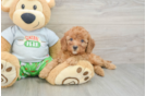 Sweet Cavapoo Baby