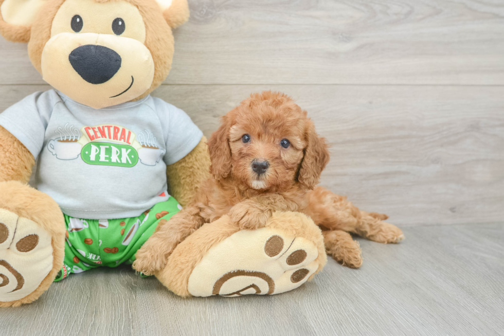 Sweet Cavapoo Baby