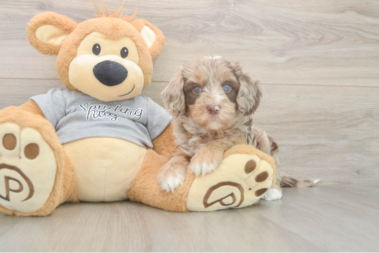 Little Cavipoo Poodle Mix Puppy