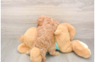Cavapoo Puppy for Adoption
