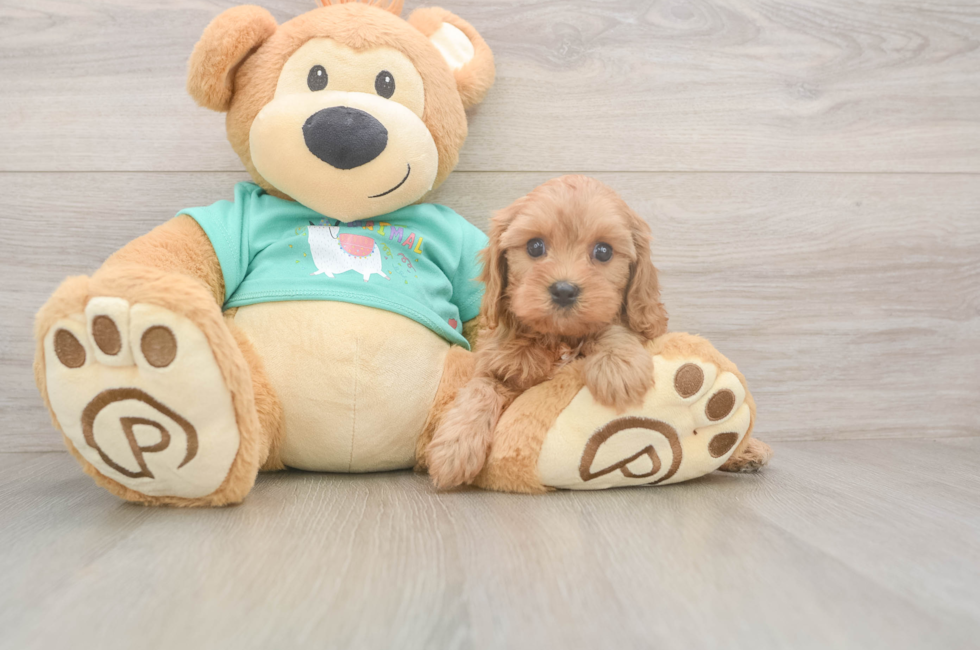 6 week old Cavapoo Puppy For Sale - Simply Southern Pups